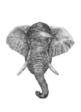 Elephant, Guillaume Piot